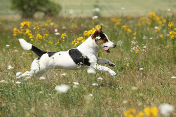 Amazing Jack Russell terrier running and jumping