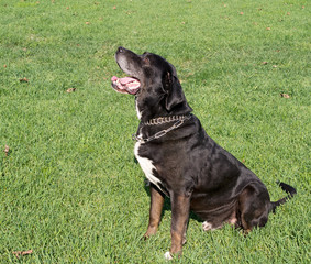 Large black dog sitting, waiting for action, outdoors