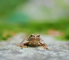 Brown frog with copyspace