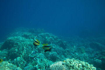Coral Sea