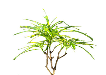 Garden Croton