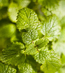 Lemon balm (Melissa officinalis)