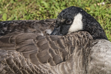 Canadian Goose Resting