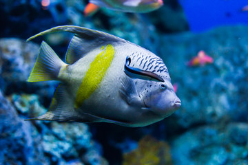 Fototapeta na wymiar Marine Fish