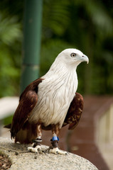 Red-Backed Sea Eagle