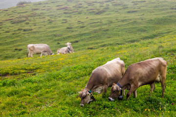 Fototapeta premium cows grazing