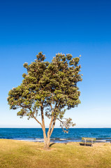 Pohutukawa tree (Metrosideros excelsa), a coastal evergreen tree