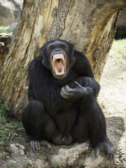 Fototapeta premium chimpanzee teeth bared