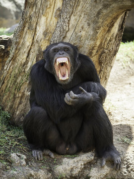 chimpanzee teeth bared