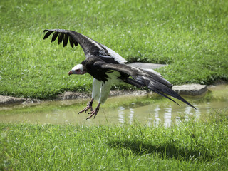 eagle in flight