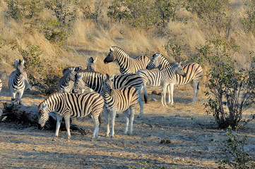Fototapeta na wymiar Zebra herd at sunrise