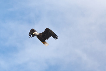 Fototapeta na wymiar bald eagle blue sky