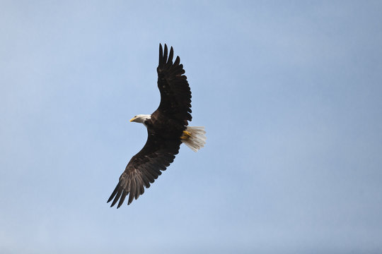 bald eagle wings
