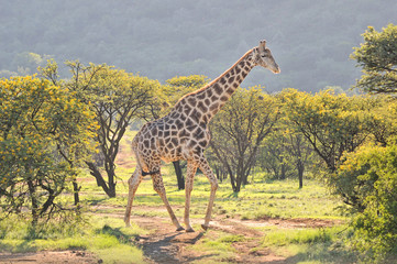 Giraffe in grass and acacia field