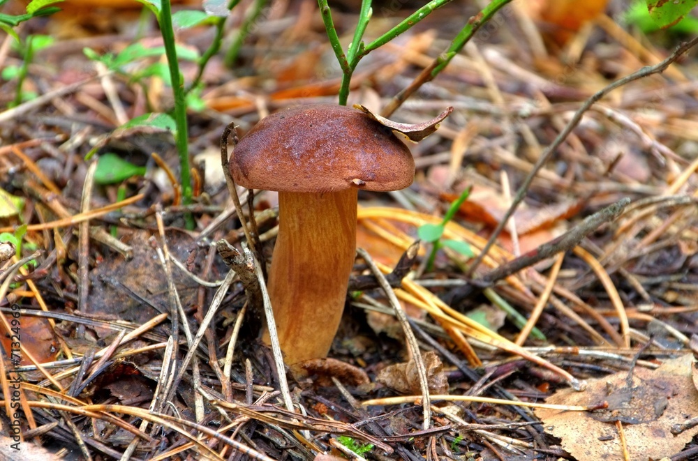 Sticker Marone - Bay Bolete 04