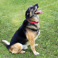 German shepherd, Alsation cross dog in garden, playful