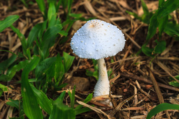 close up mushroom in deep forest