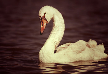 Beautiful swan in the lake