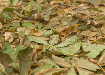 Chestnut leaves.