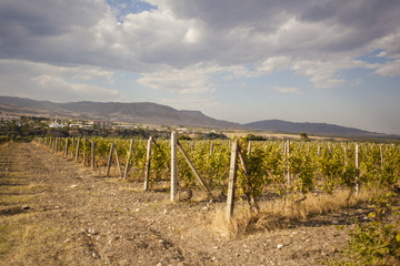 Fototapeta na wymiar Vineyard in Askeran, Nagorno Karabakh