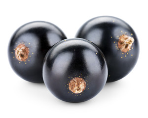black currant