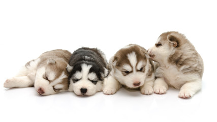 Fototapeta na wymiar Cute puppies siberian husky sleeping on white background