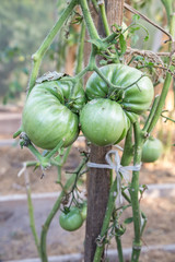 tomatoes at garden