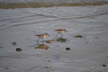 couple d'oiseau dans l'eau