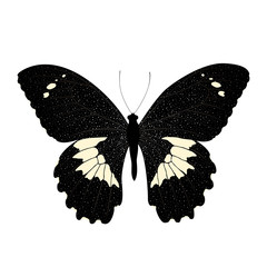 Butterfly isolated on white background. Vector EPS10.