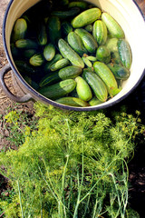 Cucumbers and fennel prepared for preservation