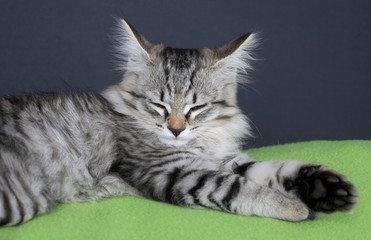 the gray kitten sleeps on a green background