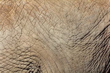 Elefantenhaut