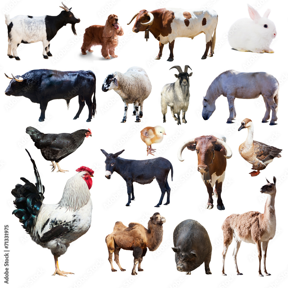 Wall mural set of rooster and other farm animals. isolated over white