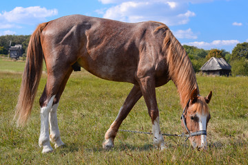 Naklejka na ściany i meble Horse on background of pasture