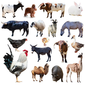 Set of rooster and other farm animals. Isolated over white