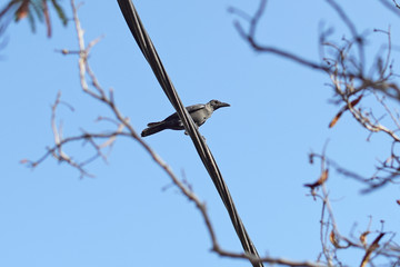 Сrow on a wire on a blue background
