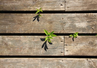 Summer background of worn plank with weed