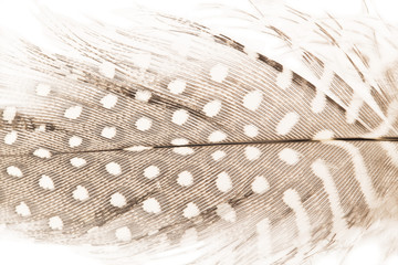 Quill feather close up