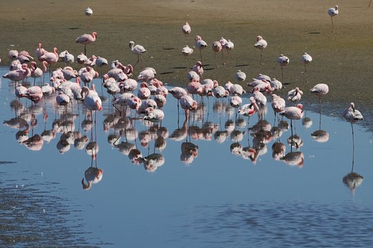 Flamingos (Phoenicopteridae) in der Lagune von Walvisbay
