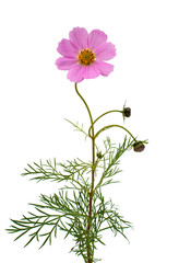 Cosmos Flower isolated