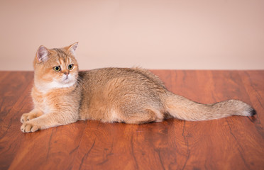 British shorthair cat