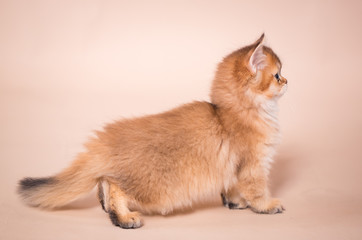 British shorthair cat