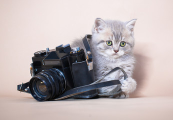 British shorthair cat with camera