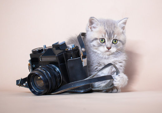 Cat Camera Images – Browse 78,688 Stock Photos, Vectors, and Video | Adobe  Stock