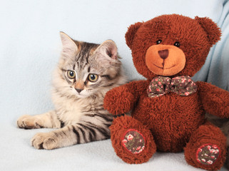 grey kitten and bear-cub on a blue background