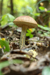 Leccinum scabrum