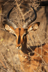 Schwarznasenimpala (Aepyceros melampus petersi) in Namibia