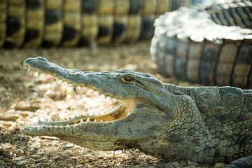young American crocodile with open mouth