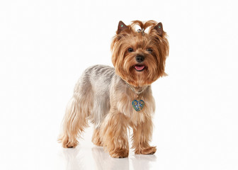 Dog. Yorkie puppy on white gradient background