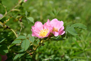 Flowers of a dogrose dog (rose dog, rose of Kanin) (Rosa canina